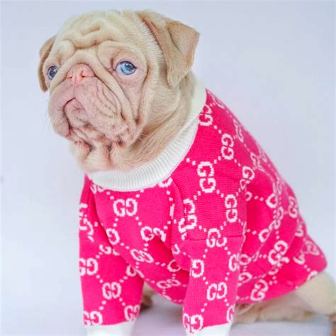 pink gucci dog sweater